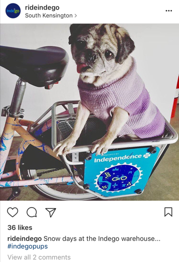 Indego dog Instagram
