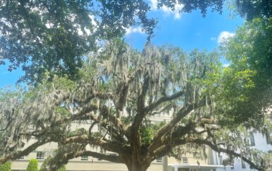 Erasure in Action: A Tour of Savannah